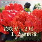 fu.... налог [ Hokkaido корень . производство ] цветок .gani2 хвост итого 1.2kg передний и задний (до и после) B-57031 Hokkaido корень . город 