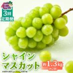 3か月連続でお届け シャインマスカット 約1.3kg