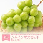 令和8年産 ぶどう シャインマスカット 秀品 約2kg