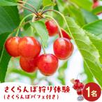 さくらんぼ狩り体験 さくらんぼパフェ付