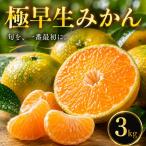 愛媛 極早生 みかん 3kg