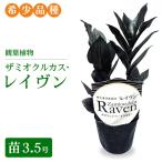 観葉植物 ザミオクルカス レイヴン 苗3.5号