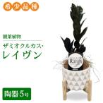 観葉植物 ザミオクルカス レイヴン 陶器5号
