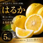はるか 5kg