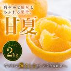 甘夏 2kg