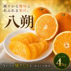 河内晩柑 4kg