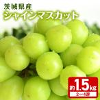 シャインマスカット大房 2房 大粒 皮ごと食べられる