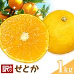 せとか 訳あり 1kg