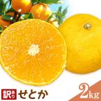 せとか 訳あり 2kg