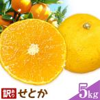 せとか 訳あり 5kg