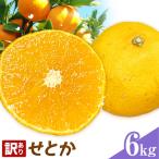 せとか 訳あり 6kg