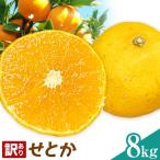 せとか 訳あり 8kg
