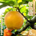 有梨の実石田 新興梨 5kg