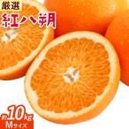 紅八朔 約10kg
