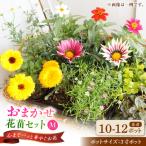 おまかせ花苗セット 10-12ポット 中山園芸