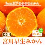 小玉 宮川早生みかん 約5kg