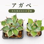 アガベ 2種