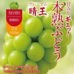 木熟ぶどう ハレノシャイン シャインマスカット