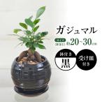 ガジュマル 3号
