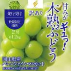 木熟ぶどう ハレノシャイン シャインマスカット