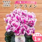 農林水産大臣賞受賞 シクラメン 5号鉢 中輪パピ