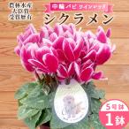 農林水産大臣賞受賞 シクラメン 5号鉢 中輪パピ