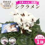 〈予約品〉白系 希少 天使のはね シクラメン