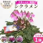 〈予約品〉紫系 希少 天使のはね シクラメン