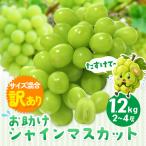 ふるさと納税 訳あり お助けシャインマスカット 約1.2kg マスカット 岡山県笠岡市