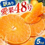 みかん 訳あり 愛果48号 約5kg