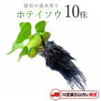 ホテイソウ10株 ※北海道 沖縄 離島配送不可※