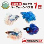 おまかせハーフムーンベタ 雄 1匹