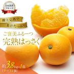 完熟ハッサク 約3.8kg