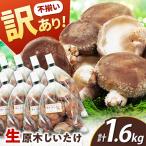 不揃い 原木しいたけ 1.6kg