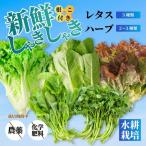 fu.... налог овощи комплект lettuce 3 вид трава 2~3 вид набор салат ... кресс rukola петрушка базилик здоровый гидропонная культура aqua poni.. Hiroshima префектура Mihara город 
