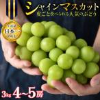 ぶどう マスカット 2026年発送 シャインマスカッ