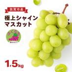 シャインマスカット ふくぷる 1.5kg