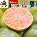プレミアム 有田みかん ゆら早生 10kg+250g