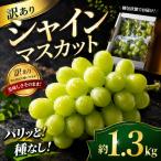 シャインマスカット 約 1.3kg