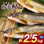 白子鮎約2.5kg N070-YB926-2