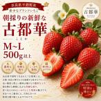 AO01 朝採りの新鮮な古都華M~L500g以上