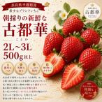 AO02 朝採りの新鮮な古都華2L~3L500g以上