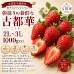 AO03 朝採りの新鮮な古都華2L~3L 1000g以上