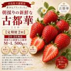 AO05 2月 朝採りの新鮮な古都華M~L 500g以上