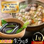 鰻 美陵鰻の生鰻 1尾