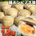 漁師直送 活ホンビノス貝1.5kg 3Lサイズ