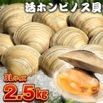 漁師直送 活ホンビノス貝2.5kg 3Lサイズ