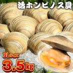 漁師直送 活ホンビノス貝3.5kg 3Lサイズ
