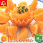 産いよかん 5kg