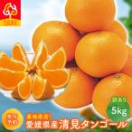 産清見タンゴール 5kg